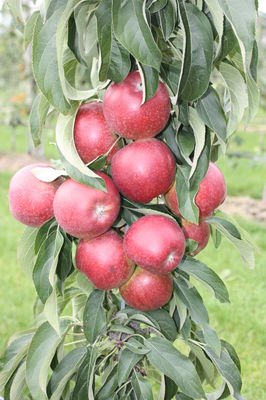 Säulenapfel Malini® Dulcessa® Säulenapfel Malini® Dulcessa®