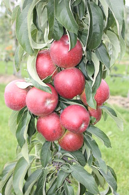 Sulenapfel Malini Dulcessa