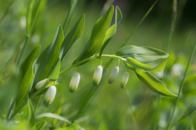 Echtes Salomonsiegel (Polygonatum odoratum) – Pflanzen und Pflegen