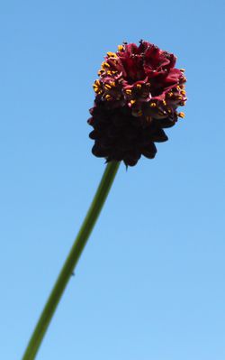 Sanguisorba officinalis