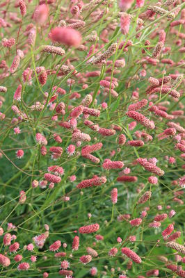 Sanguisorba tenuifolia 'Pink Elephant'