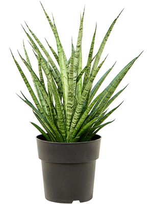 Sansevieria 'Comet Rocky Mountains', Tuff, im 19cm Topf, Hhe 60cm, Breite 40cm