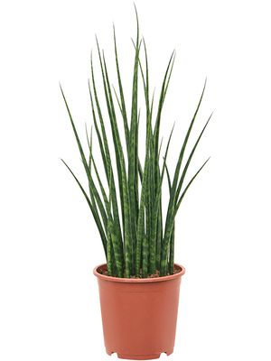 Sansevieria cylindrica 'Fernwood Mikado', Tuff, im 19cm Topf, Hhe 70cm, Breite 35cm