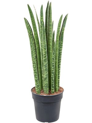 Sansevieria cylindrica 'Liv', Tuff, im 17cm Topf, Hhe 60cm, Breite 25cm