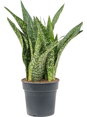 Sansevieria masoniana 'Dragon', Tuff, im 30cm Topf, Hhe 90cm, Breite 50cm