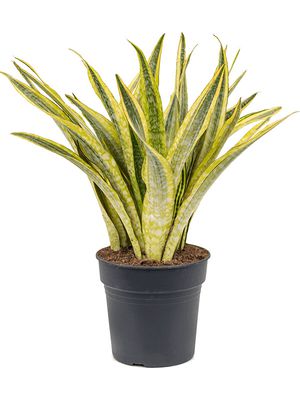 Sansevieria trifasciata 'Lauren', Tuff, im 27cm Topf, Hhe 80cm, Breite 40cm