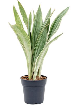 Sansevieria trifasciata 'Metallica', Tuff, im 17cm Topf, Hhe 60cm, Breite 35cm