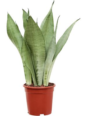 Sansevieria trifasciata 'Moonshine', Tuff, im 17cm Topf, Hhe 60cm, Breite 20cm