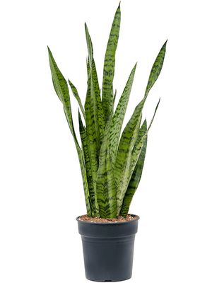 Sansevieria zeylanica, Tuff, im 19cm Topf, Hhe 80cm, Breite 25cm