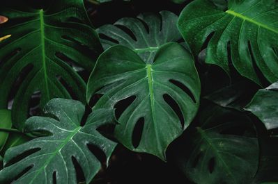 Philodendron Pflege: Standort & Krankheiten