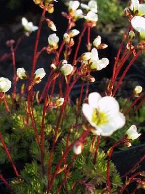 Saxifraga x arendsii 'Adebar'