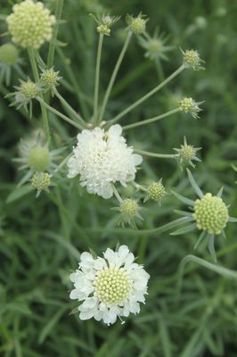 Scabiosa ochroleuca 'Moon Dance'