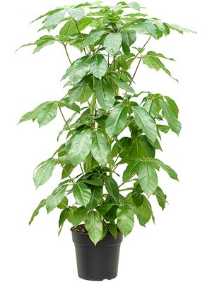 Schefflera actinophylla 'Amate' (150-180), Tuff 3pp, im 30cm Topf, Hhe 160cm, Breite 90cm