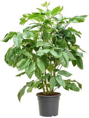 Schefflera actinophylla 'Amate', Tuff, im 28cm Topf, Hhe 110cm, Breite 70cm