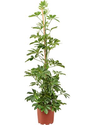 Schefflera arboricola (100-120), Tuff, im 20cm Topf, Hhe 110cm, Breite 40cm