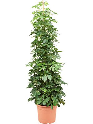 Schefflera arboricola (120-150), Tuff, im 28cm Topf, Hhe 135cm, Breite 60cm