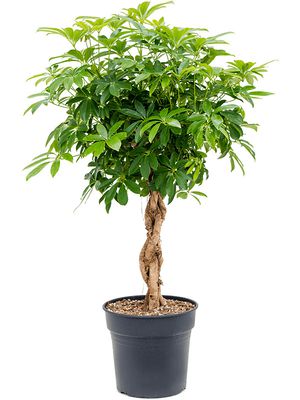 Schefflera arboricola 'Compacta', Stamm geflochten, im 30cm Topf, Höhe 120cm, Breite 60cm