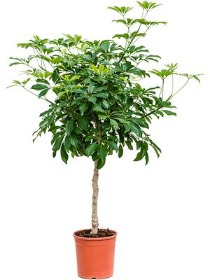 Schefflera arboricola 'Compacta', Stamm, im 23cm Topf, Höhe 140cm, Breite 60cm