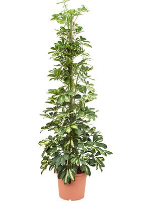 Schefflera arboricola 'Dalton' (130-160), Tuff, im 28cm Topf, Hhe 145cm, Breite 60cm