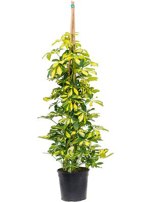Schefflera arboricola 'Gold Capella', Tuff, im 24cm Topf, Höhe 140cm, Breite 60cm