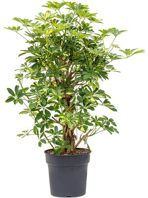 Schefflera arboricola 'Gold Capella', Verzweigt/Säule, im 30cm Topf, Höhe 110cm, Breite 60cm