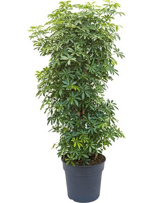 Schefflera arboricola 'Luseana', Verzweigt/säule, im 30cm Topf, Höhe 100cm, Breite 35cm