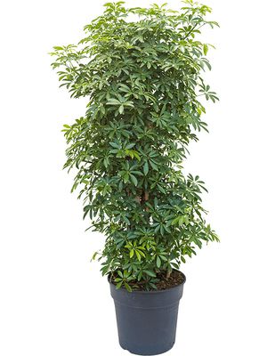 Schefflera arboricola 'Luseana', Verzweigt/sule, im 30cm Topf, Hhe 100cm, Breite 35cm