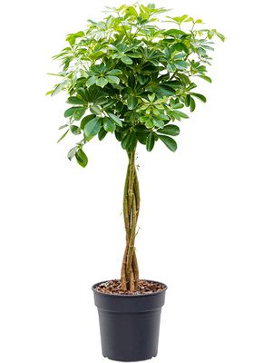 Schefflera arboricola 'Nora', Stamm geflochten, im 27cm Topf, Hhe 125cm, Breite 60cm