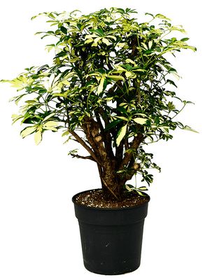 Schefflera arboricola 'Trinette', Verzweigt, im 30cm Topf, Höhe 110cm, Breite 65cm
