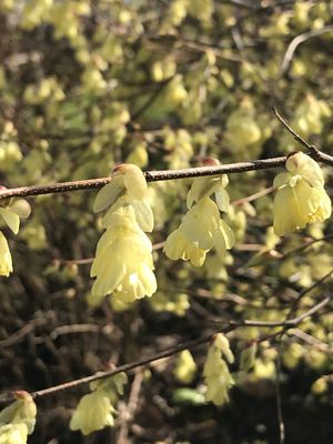 Scheinhasel Corylopsis pauciflora