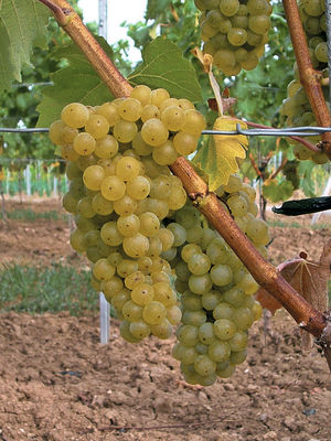 Schlaraffentraube Seyval blanc