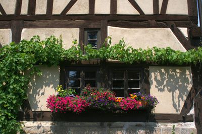 Schlingkn&ouml;terich: Kletterpflanze f&uuml;r Fassaden, Zaun oder Balkon