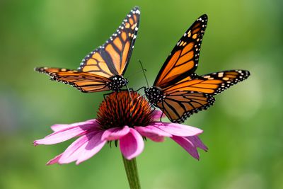 Wie lange leben Schmetterlinge?