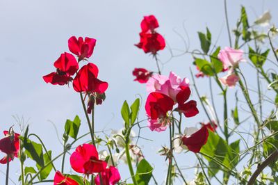 Schmetterlingsblütler: Welche Arten gibt es?