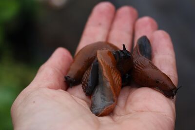 Schnecken im Garten? Diese tierischen Helfer kommen zur Rettung!