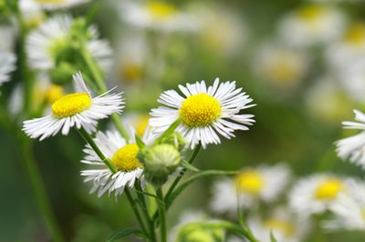 Schönaster Madiva – Pfege der Staude mit Bildern und Video