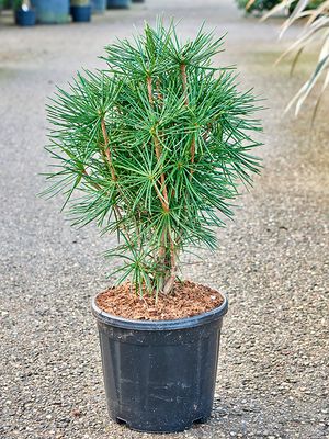 Sciadopitys verticillata (80-90), Pyramide, im 32cm Topf, Hhe 85cm, Breite 50cm