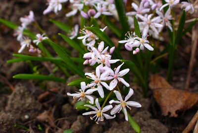 Scilla bifolia unter Bumen, Blumenzwiebeln im Schatten, Bume unterpflanzen, Pflanzen unter Bumen