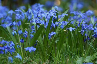 Scilla siberica, Blausternchen