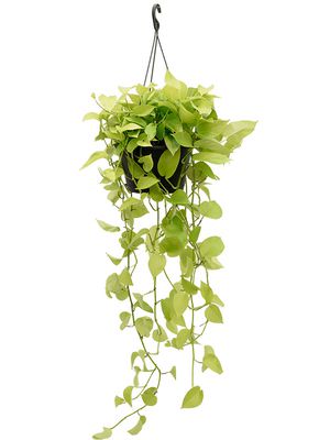 Scindapsus (Epipremnum) 'Golden Pothos', Ranker, im 28cm Topf, Hhe 90cm, Breite 40cm