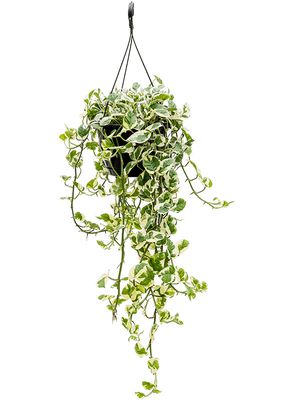 Scindapsus (Epipremnum) 'N'joy', Ampel (40-50), im 22cm Topf, Hhe 60cm, Breite 45cm