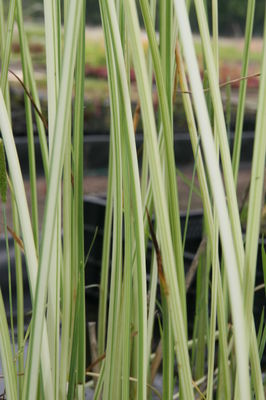 Scirpus lacustris 'Albescens'