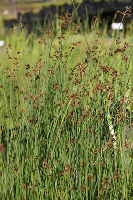 Scirpus lacustris