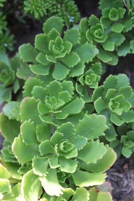 Sedum spurium 'Album Superbum'