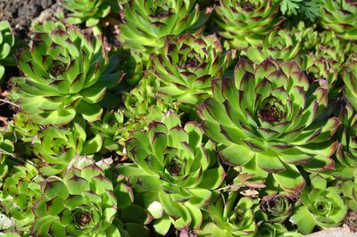 Sempervivum – so pflege ich den Hauswurz richtig