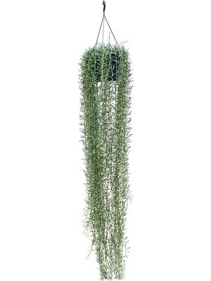 Senecio blue pickle, Ampel, im 25cm Topf, Hhe 160cm, Breite 30cm