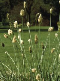 Sesleria nitida