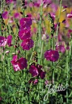 Sidalcea malviflora 'Partygirl', Staude, Pppel
