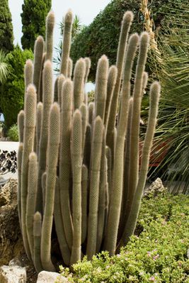 Silberkerzenkaktus (Cleistocactus strausii) &ndash; Pflege &amp; Bl&uuml;te