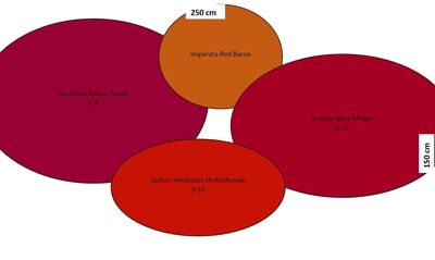 Pflanzplan, Skizze, Staudenbeet, Simply Red, Lubera